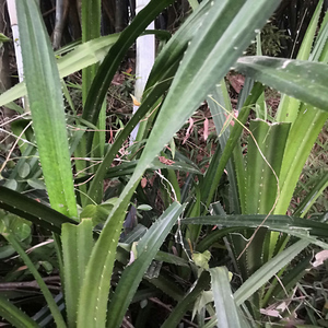800人付款淘宝野生植物勒古子露兜树叶新鲜粽子叶假菠萝叶子罗金堆现