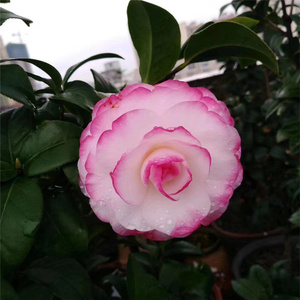 福建名贵品种姚黄魏紫茶花苗盆栽带花苞阳台庭院好养易种植包邮