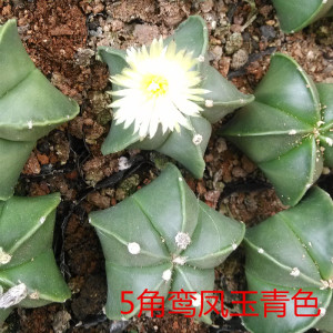 开花仙人球实生五角银沙鸾凤玉琉璃鸾凤玉多肉植物花卉盆栽绿植