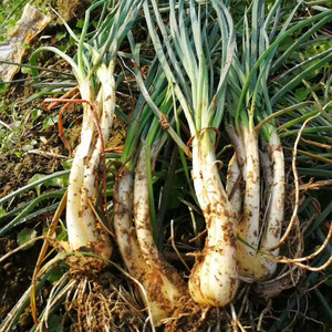 湖南时令新鲜蔬菜农家自种现挖毛葱藠头小香葱3斤包邮