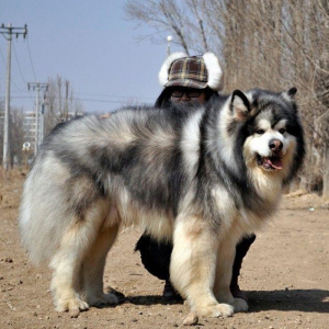 纯种阿拉斯加犬幼犬黑色红色灰色巨型大型雪橇犬熊版活体宠物狗狗