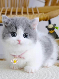 出售纯种英短蓝白猫咪活物宠物猫幼崽可爱小型猫活体矮脚猫