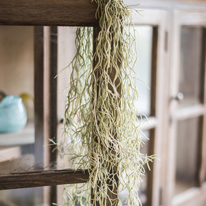 掬涵 松萝铁兰 老人须 仿真空气凤梨 垂吊 造景 绿植 壁挂吊兰