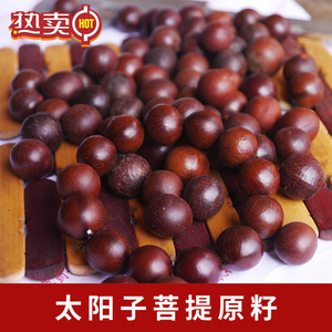 筛选13-15mm太阳籽 太阳子菩提原籽 龙珠菩提原籽 原料 论斤批|发