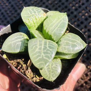 水晶康平寿7cm盆单头 多肉植物 玉露类中高端货物 开窗大油亮通透