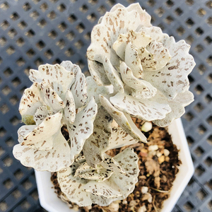 雀扇7cm盆群生 多肉植物 中高端小贵货 控养带桩子 高级灰色