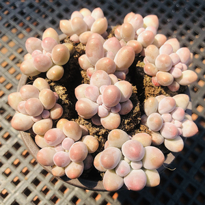 汤圆10颗一组 单颗2-3cm  多肉植物 穴盘控养小贵货