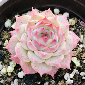 lg夏洛玫瑰9cm盆单头 多肉植物 基因优选 超仙超透露养果冻体带血