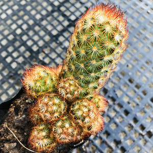 金手指7cm盆群生 多肉植物 实生仙人掌类 刺硬扎手 带多头崽子