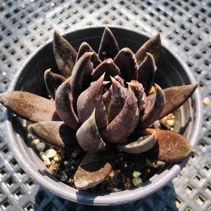 黑骑士9cm盆单头 多肉植物 黑王子的杂交新品 叶片带勾勾尖