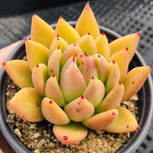 琥珀金蜡单头9cm盆 多肉植物 果冻黄色带红尖尖 冬云系列优选品种