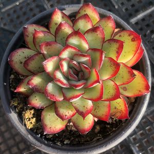 墨西哥灵隐单头 多肉植物 控养2年 果冻黄体