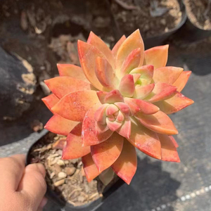 小布丁5cm盆单头 多肉植物 经典老品种 果冻橘色带小桩