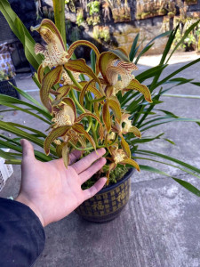 虎头兰苗花卉兰大花办公室内趣味盆栽兰花包邮非大棚苗阳台庭院