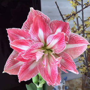 朱顶红漂亮女神