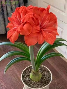 双马戏团朱顶红