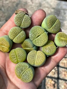 800人付款淘宝富贵玉生石花母本 多肉植物 肉肉植物 萌肉肉组合盆栽