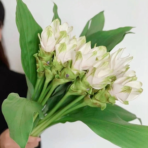 姜荷花鲜花多层次花瓣花期长教师节长辈供佛水养花瓶插花云南直发