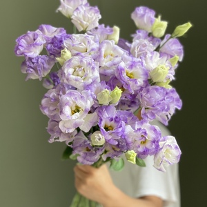 精选烟灰紫桔梗鲜花 渐变色紫色高级 教师节七夕情人节顺丰空运