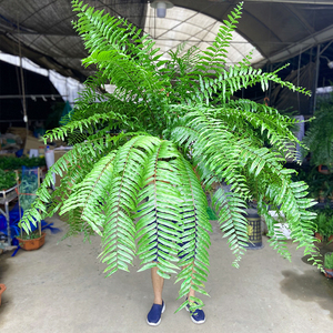 霸王蕨雨林蕨类植物垂吊波士顿长叶肾蕨鲜活绿植室内净化空气盆栽