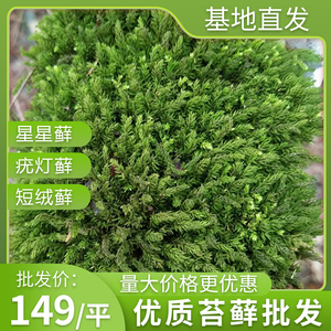 星星苔藓植物鲜活包邮
