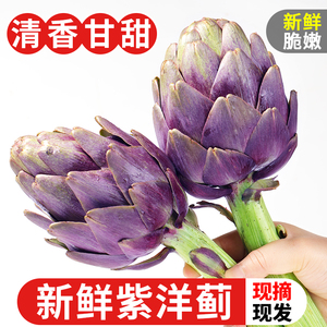 balnjlsr淘宝新鲜蔬菜 瓜尖 云南野菜佛手瓜尖洋瓜尖 龙须菜伏儿瓜