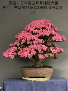 日本进口皋月杜鹃大杯鹿山须盆景植物绿植盆栽四级常绿百年老树