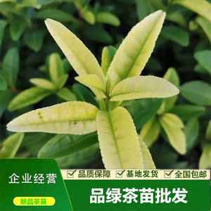 金镶玉茶苗 黄金芽金香玉品绿茶树苗乌牛早茶一年生农户直销2021