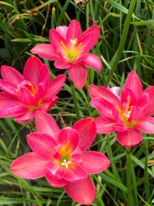 球根花卉印尼新品重瓣风雨兰luhaoning鲁皓宁四季盆栽绿植易养活