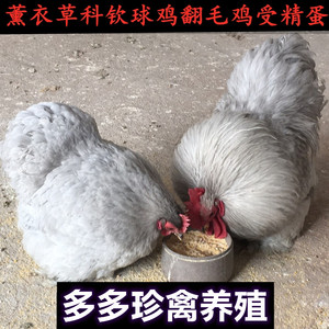 熏薰衣草鸡种蛋白绣球鸡科钦球鸡翻毛鸡特种观赏鸡受精种蛋可孵化