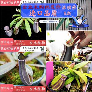 白环猪笼草【高端稀品植种 食虫物捕虫草94664黑驱蚊 进口新品种
