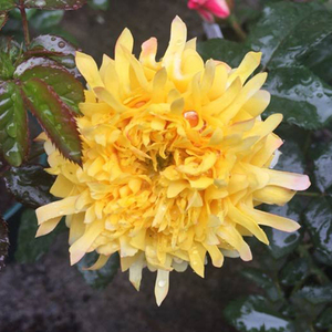 月季花苗盆栽灌木欧月烟花波浪烟火褶裙大花浓香庭院阳台花卉