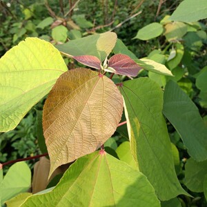 深山新鲜红帽顶 红背娘 红膜树红背山麻杆红小娘红丹里发生鲜枝叶