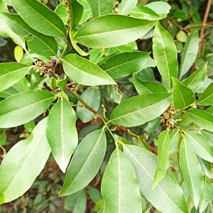 野生新鲜山小橘 山油柑 山柑橘 野沙柑 油饼木 生鲜枝叶发货