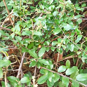 新鲜雀梅藤枝叶刺杨梅对节巴酸梅簕对节刺酸丁里草药中药材