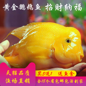 热带观赏鱼黄金元宝鹦鹉鱼黄财神鱼黄发财鱼中大型风水鱼鱼苗活体