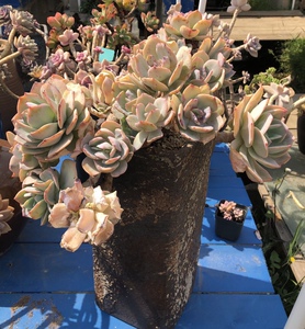 直播连接心上多肉婚纱蓝色妖姬女王花笠红裙悬崖瀑布老桩