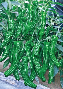 皱多多2号皱皮辣椒种子