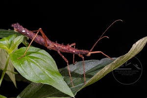 neohirasea hongkongensis香港新棘竹节虫 桌面宠物儿童教育