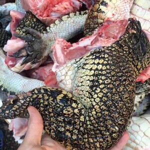 养殖场现杀 鳄鱼肉 活体鳄鱼整条活杀速冻 烧烤食材 送礼大补食品