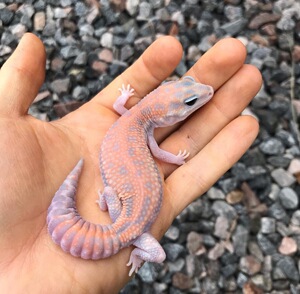 【蜥蜴巨型】蜥蜴巨型品牌,价格 - 阿里巴巴