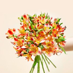 云南昆明基地鲜花直发橙色紫色粉色水仙百合10枝/束包邮