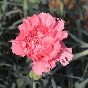 康乃馨盆栽高杆