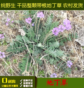 2022年野生地丁草中药材 甜地丁 鸡丁草米口袋布袋 一份500克包邮