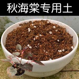 秋海棠土秋海棠专用土酸性土椰糠泥炭土壤盆栽种植通用营养土花肥