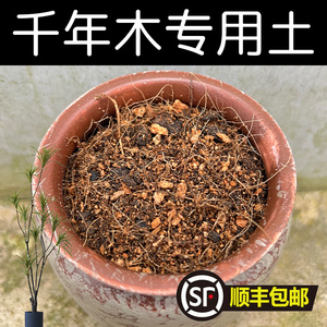 千年木专用土酸性千年木土家用盆栽种植沙性红土壤配方营养土花肥