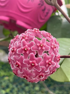 四季球兰红巴顿大苗阳台庭院爬藤垂吊盆栽花卉