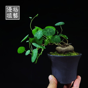 山乌龟金不换书房苔藓盆景办公室桌茶桌面绿植圆叶盆栽爬藤小绿植