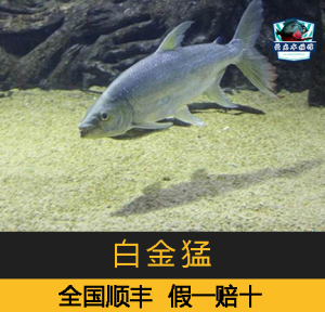 白金猛鱼 原生大型观赏鱼加拉辛凶猛鱼 黄金猛鱼 淡水热带活体