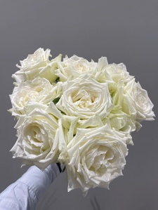 进口任白大玫瑰千色山暮雪PUK0支全店意两把鲜花速2递同城白玫瑰